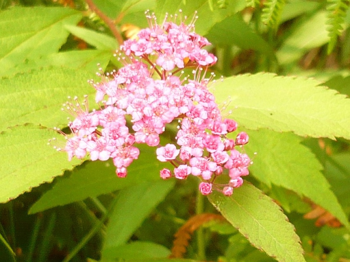 Spiraea japonica (Rosaceae)